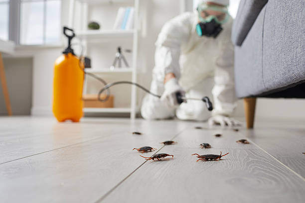 Commercial Kitchen Cockroach Control in Orleans
